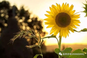 恐惧盈利、提前出场，会打乱你的交易计划-明慧期货培训网，学习联系：15217215251