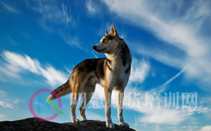 来吧，像狼一样去交易！-明慧期货培训网，学习联系：15217215251